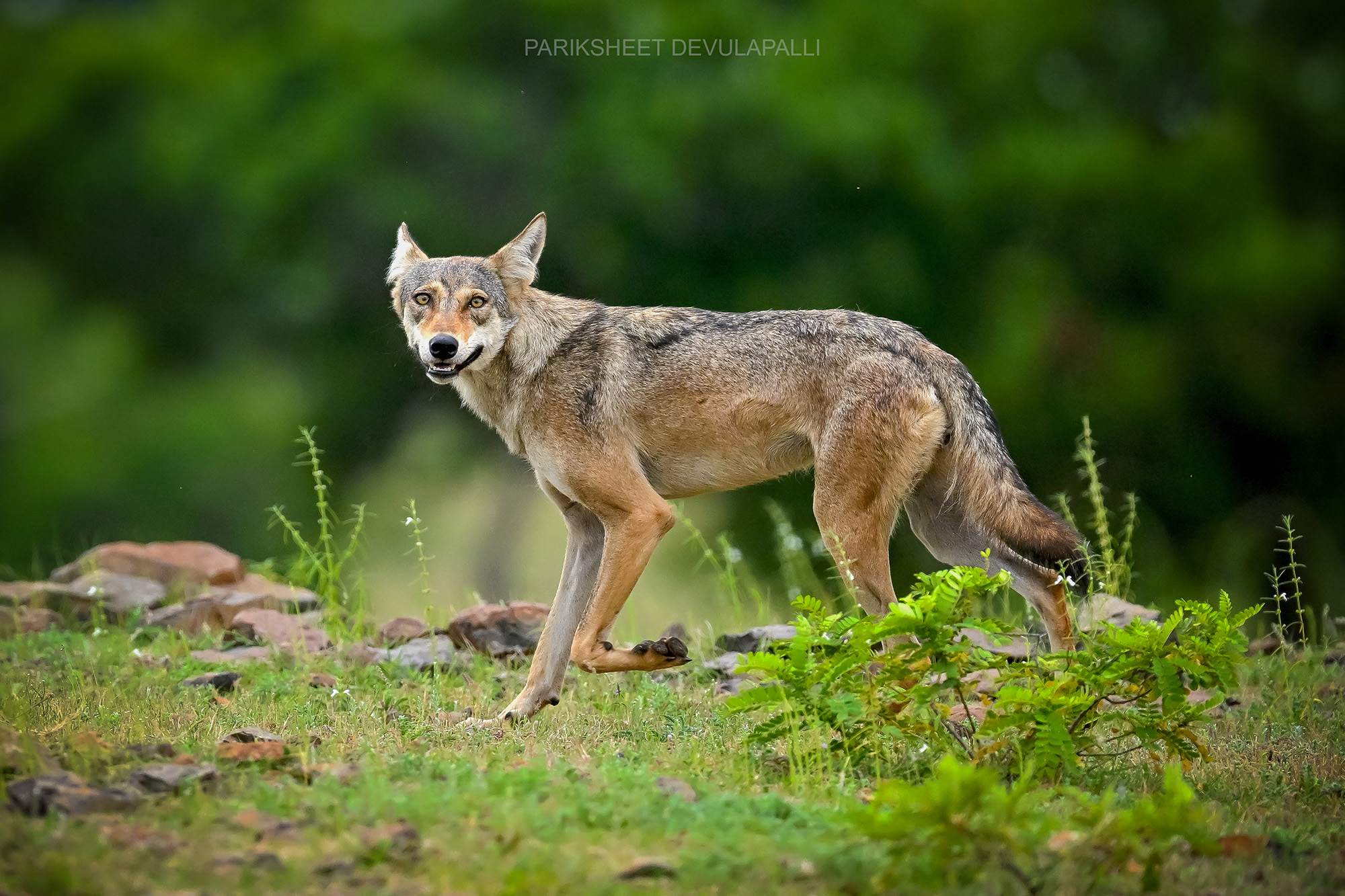 Replace with your grassland wildlife image