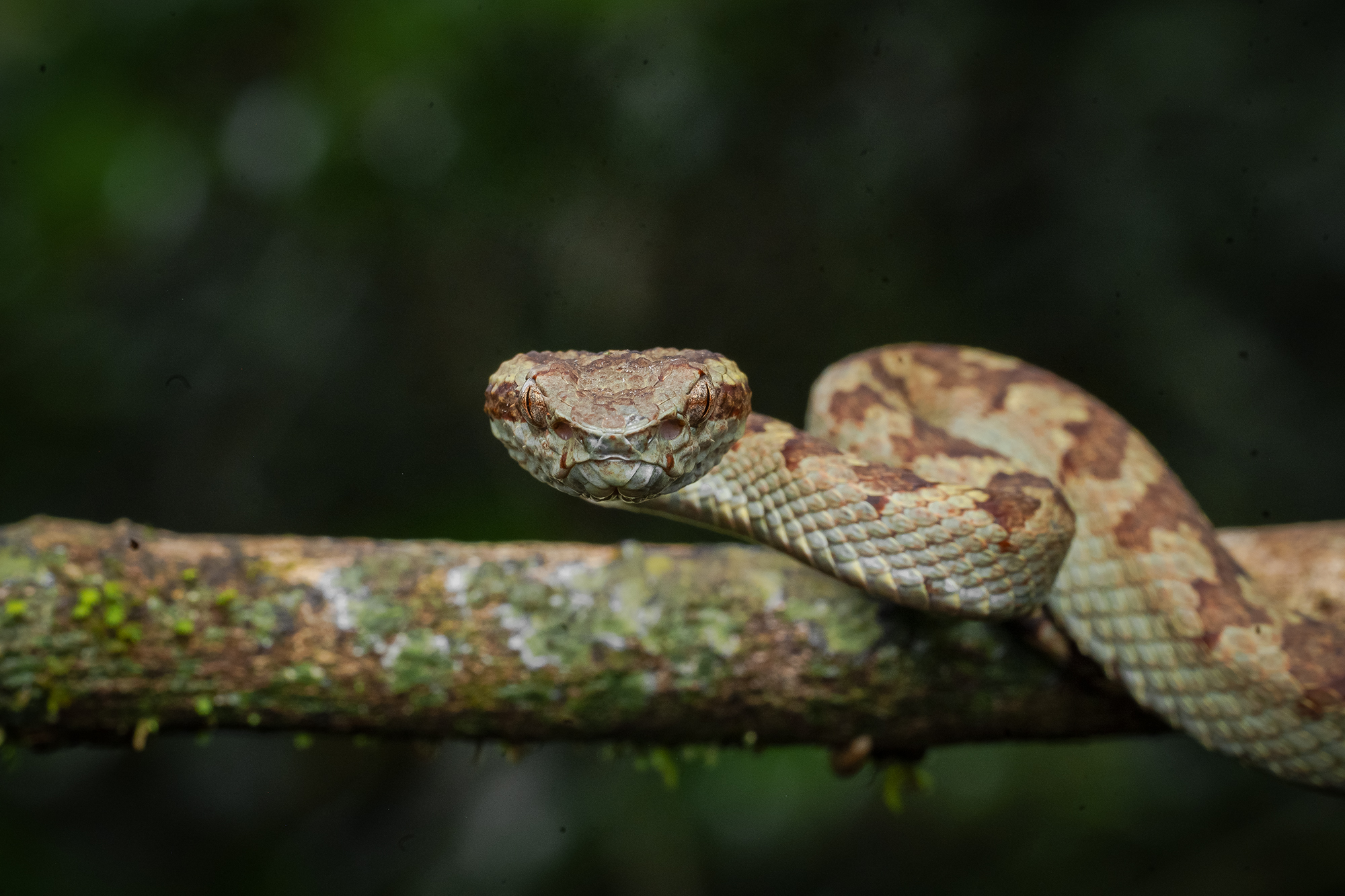Replace with your Western Ghats herping image