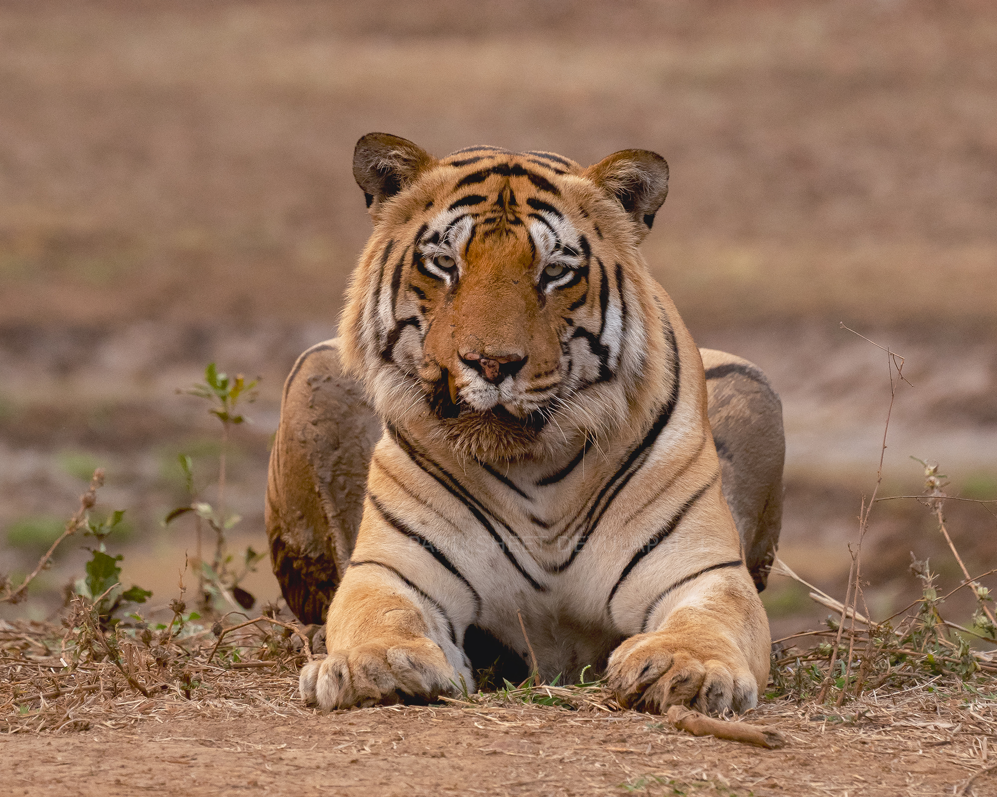 Replace with your India wildlife image