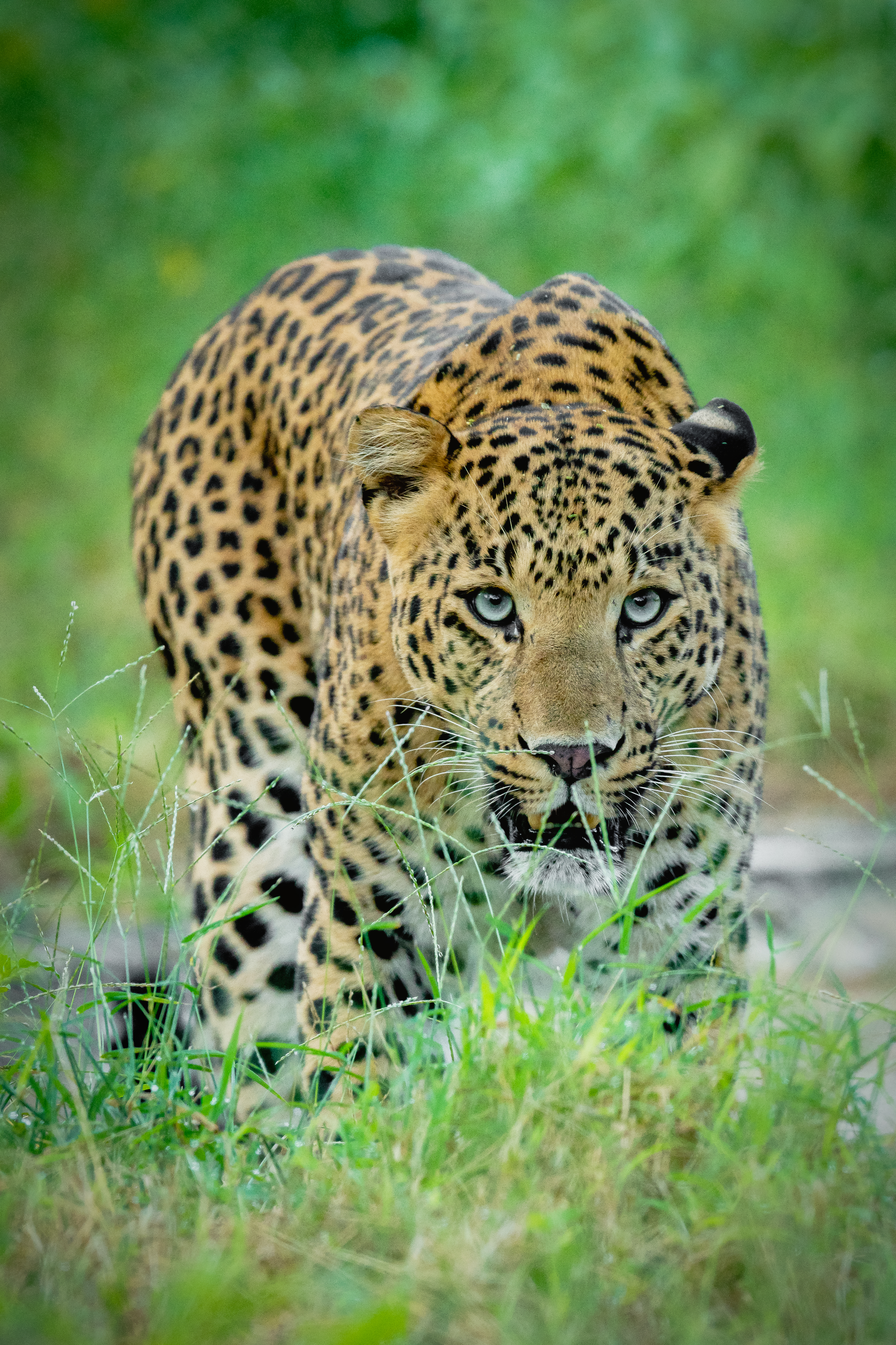 Replace with leopard image