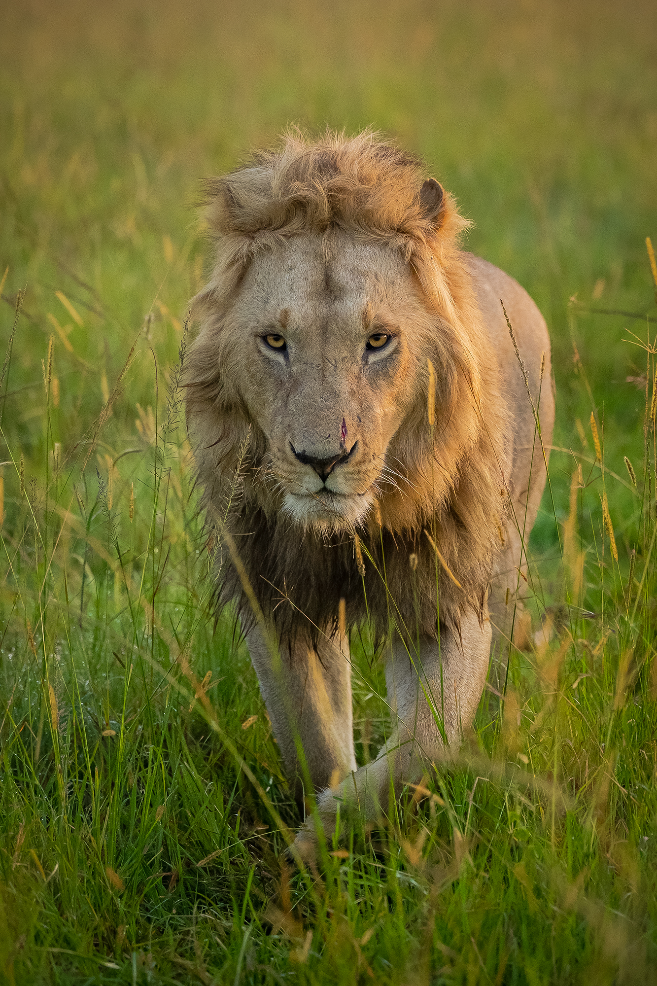 Replace with lion image