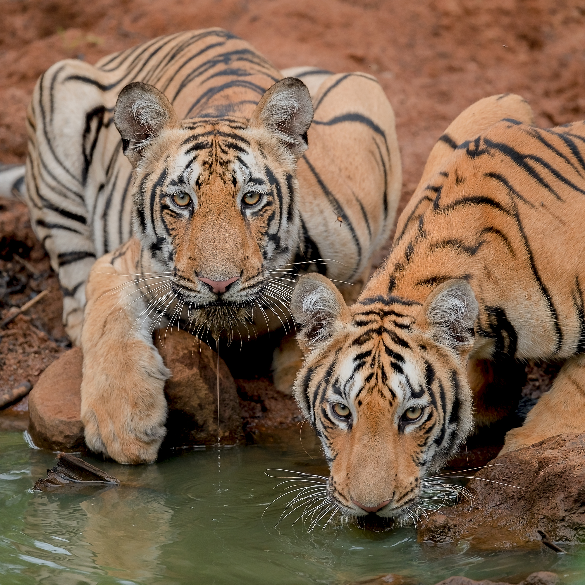 Replace with your Tadoba-Andhari image